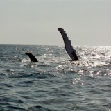 whales-hervey-bay03.jpg