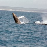 whales-hervey-bay04.jpg