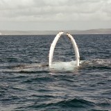 whales-hervey-bay11.jpg